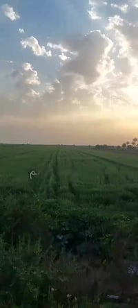 فرصة استثمارية  داخل مجمعات فللل ومزارع الزمرد لليحب يزيد رصيدة بمدة ق...