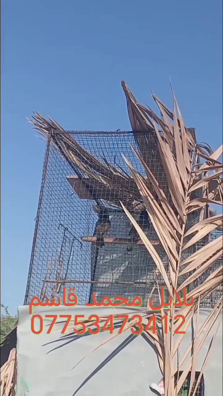 السلام عليكم
متاح زوج بلابل كشميري فايتر سوبر جامبوا (بري) دخول جديد
مامنتجات /خانقين / س ع ر ١٠٠ وبيهن مجال ***********
