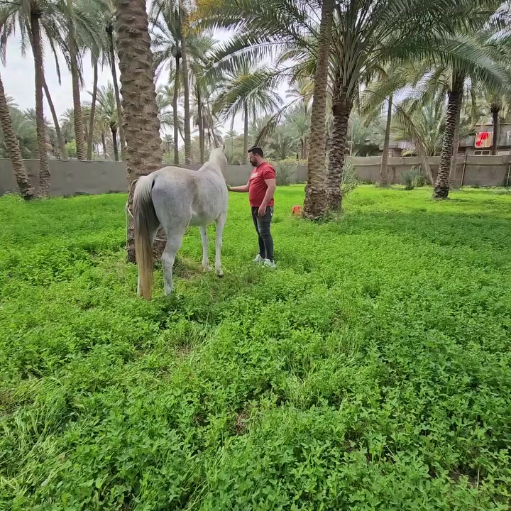 بستان للبيع المساحه 3دونم كربلاء شارع بغداد عامود 53 للاستفسار
***********
