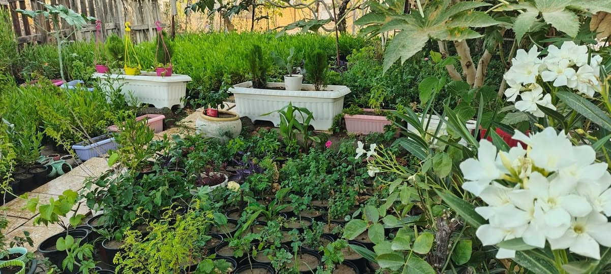 السلام عليكم
متوفر ددونيا جملة مفرد وجوري عطري فواح

موصل / مزارع الحدباء 
*********** واتساب
