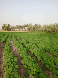 بذور بانيه • درجة أولى