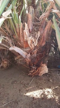 فسائل نخيل • حلاوي • غماس