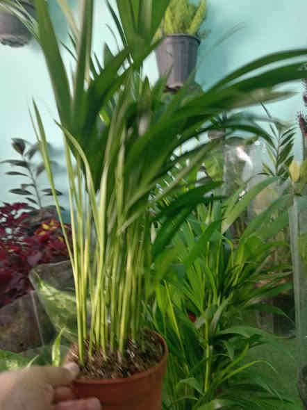 مثل ماعودناكم زبائننا الكرام وصباحكم  جميل
ألان #وصول وجبه من النباتات الضليه والشمسيه 
كل ماهو جديد وغريب تجدونه لدى مشتل حدائق اهلنه   
سجاد كافه الالوان السعر 5000
شجرة الفراشه ضليه دائميه السعر 7000
شجرة الزامبيا ضليه السعر 7000
شجره الشراع 6000
ورد جوري ايراني السعر 5000
عصا موسى السعر 2000 متر 

للاستفسار مراسله الواتساب . ***********

يوجد لدينا خدمه توصيل ناحية الحمزة فقط🚐 

يوجد كادر تنضيف وزراعه

العنوان بابل الحمزه الغربي ع 

حي الحسين قرب عباس برهي للجمله 

 مقابيل مدرسة المكرمه 

زيارتكم تشرفنا
