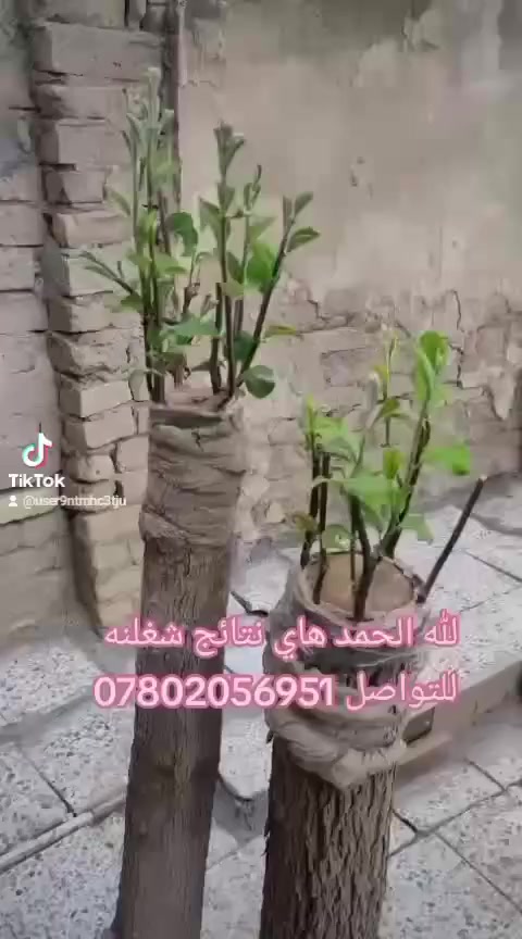 الأخوين لتطعيم السدر بأصناف ممتازه للتواصل *********** بابل ورديه خارج
