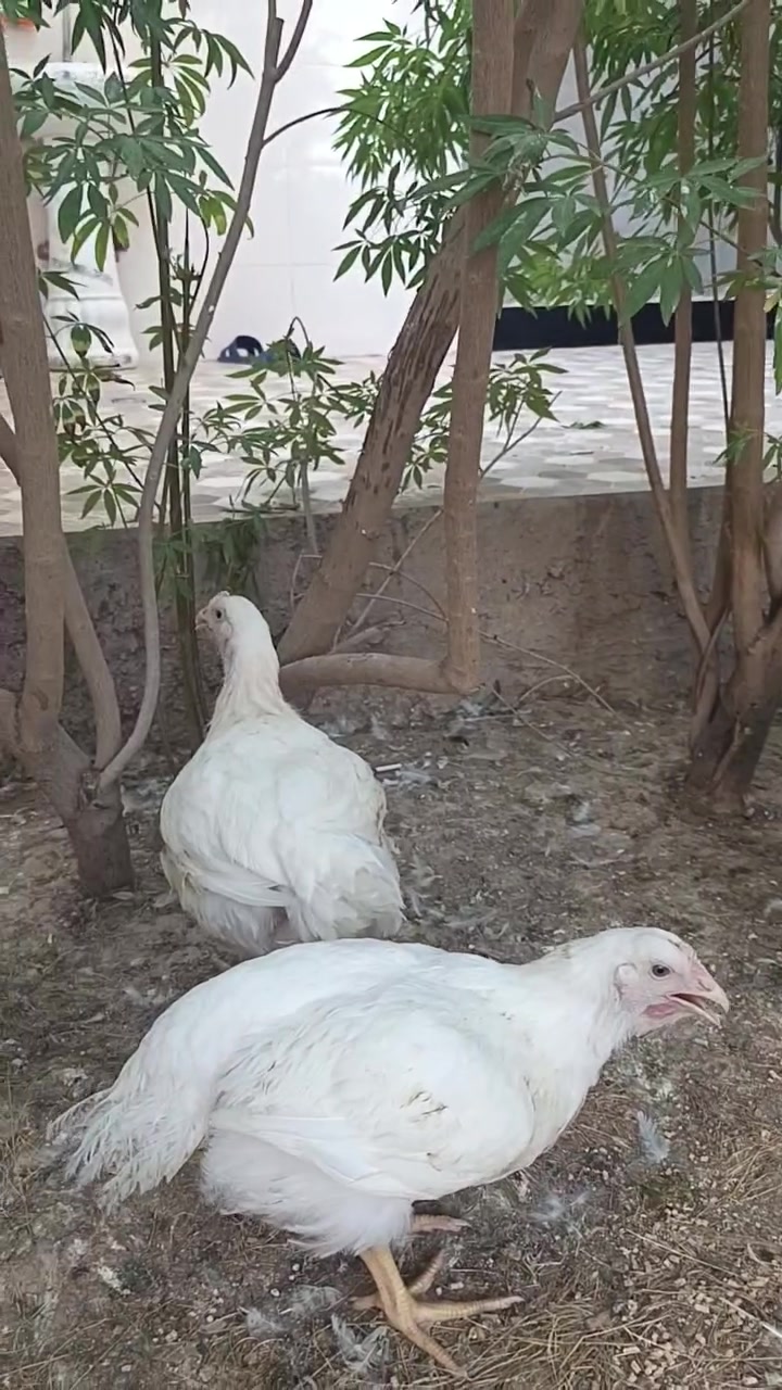 السلام عليكم 

يوجد دجاج خشن معدل كيلوين 

السعر 6 الاف فقط

للاستفسار الاتصال على الرقم

 ***********
