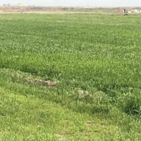 ارض زراعية للبيع المساحة ٣٠ دونم طابو سند ٢٥   حق التصرف تحويل مباشر ب...