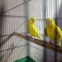 طيور حب • مع قفص • واتساب