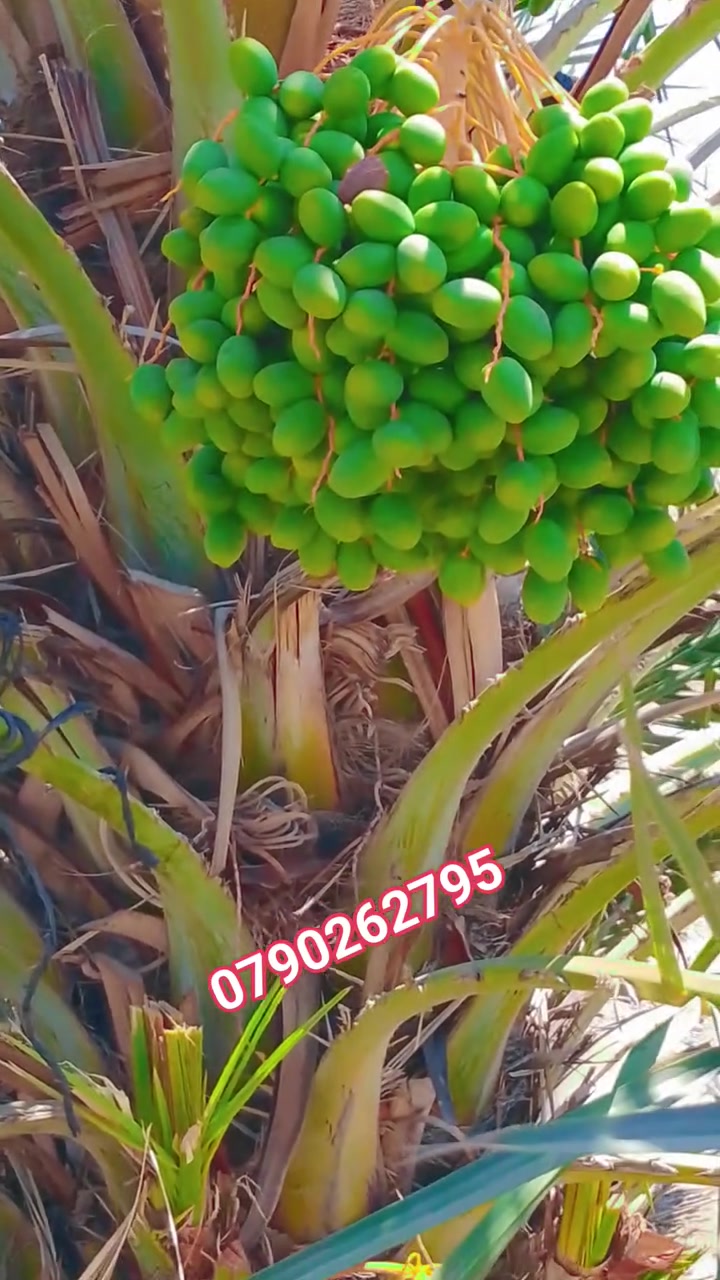 يتوفر لدينا نخيل مجهول نفس لي بالفيديو 
للطلب والاستفسار يرجى الاتصال بنا على الارقام التاليه 0790262795


**إذا كنت صاحب هذا الإعلان وتريد حذفه لأي سبب، رجاءا أرسل رسالة إلى الدعم الفني**