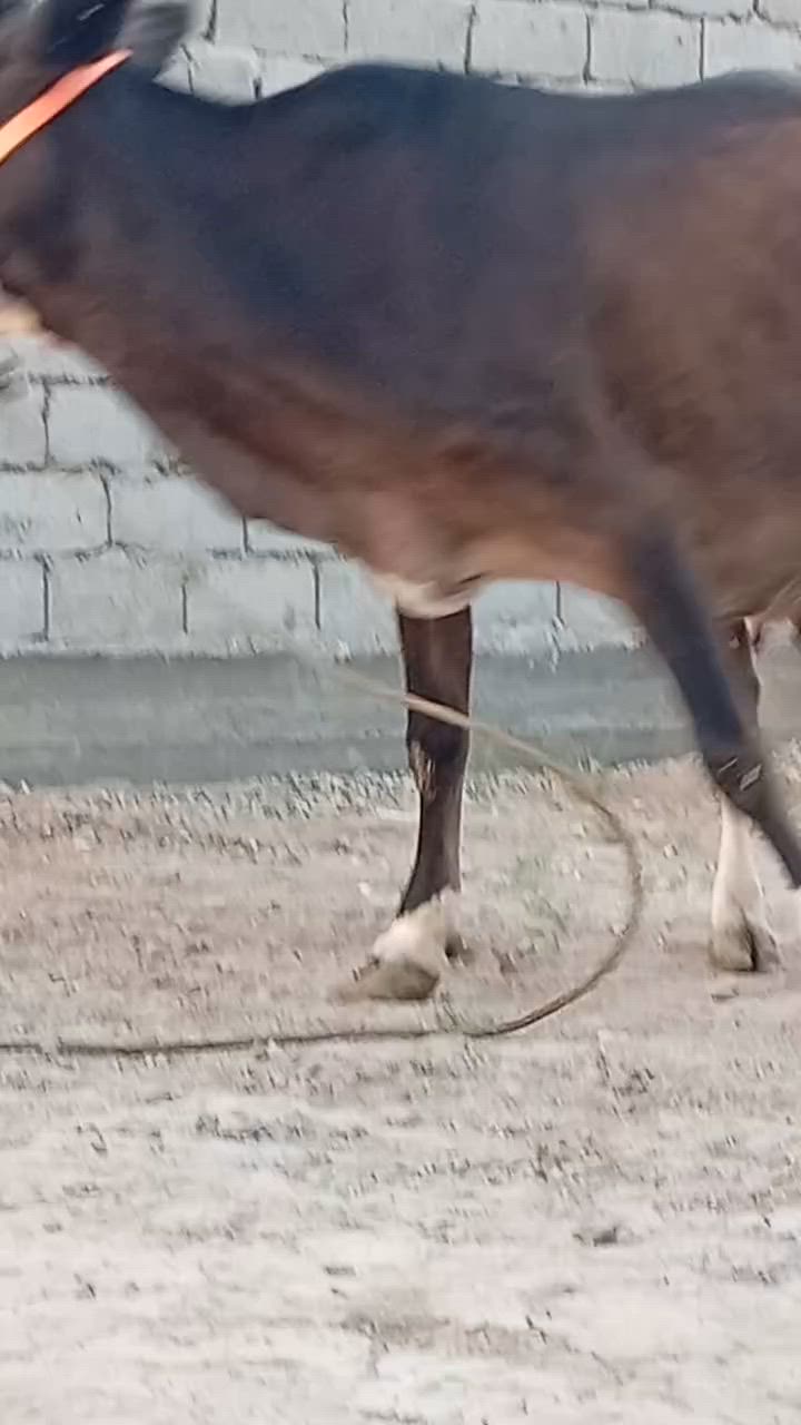 بسم الله الرحمن الرحيم                 ربنا آتنا من لدنك رحمة وهيء لنا من امرنا رشدا
صدق الله العلي العظيم 

ابقار عدد 2خط اول وحده خشنه عملاقه هوشتاين وراها فحل والثانيه سمنتال وراهه بجر جمه عرموطه حليب ودسامه خير من الله متعهدات بكافه شروط الجني بابل ناحيه الشوملي للاتصال *********** واتساب *********** يوجد توصيل لبعض المحافظات وحسب الاتفاق
