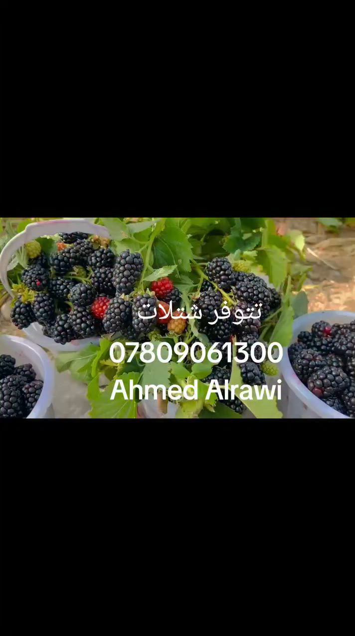 بسم الله الرحمن الرحيم 
إلى الراغبين بإنشاء مشاريع صغيرة وذات مردود اقتصادي عالي هذا احد المشاريع ..زراعة توت البلاك بيري الذي لا يحتاج عناية كبيرة ..
تتوفر شتلات منه جملة ومفرد 
سعر المفرد 6 الاف دينار
الجملة حسب العدد 
للطلب *********** واتساب ماسنجر 
يوجد توصيل لجميع المحافظات 
تتوفر شتلات من توت البلاك بيري الايطالي الممتاز
