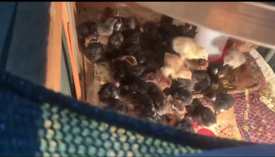 متاح افراخ ابو ركيبه وعادي شرط الصحه والنضافه الحلال ملقح وكامل عمر 5 ايام س ع ر الزوج 2500قفل   الاتصال على الرقم او على الواتساب ***********العنوان كركوك راس دوميز
