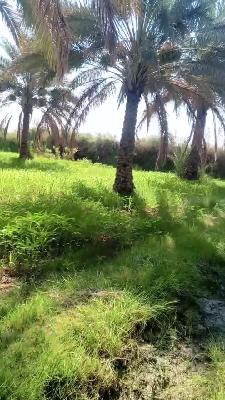 من رخصت مدير الگروب ..... بستان للبيع  المساحه دونم يبعد عن الشارع العام 150متر طابو المكان الصويره كصيبه الاستفسار للاتصال ***********
