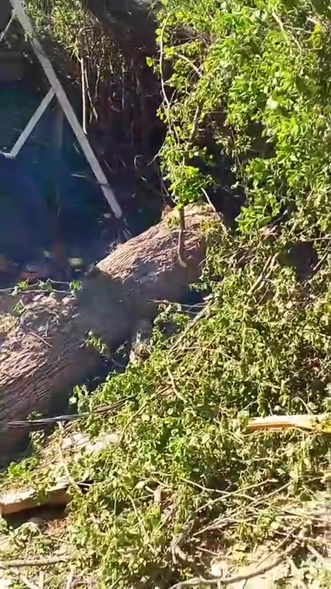 قطع الاشجار مجانا كافه مناطق بغداد كرخ ورصافه الاتصال على الرقم ***********
