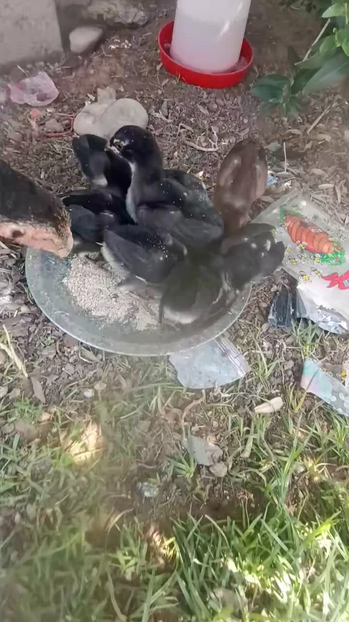 افراخ هراتي للبيع عدد 8 سعره 50


**إذا كنت صاحب هذا الإعلان وتريد حذفه لأي سبب، رجاءا أرسل رسالة إلى الدعم الفني**