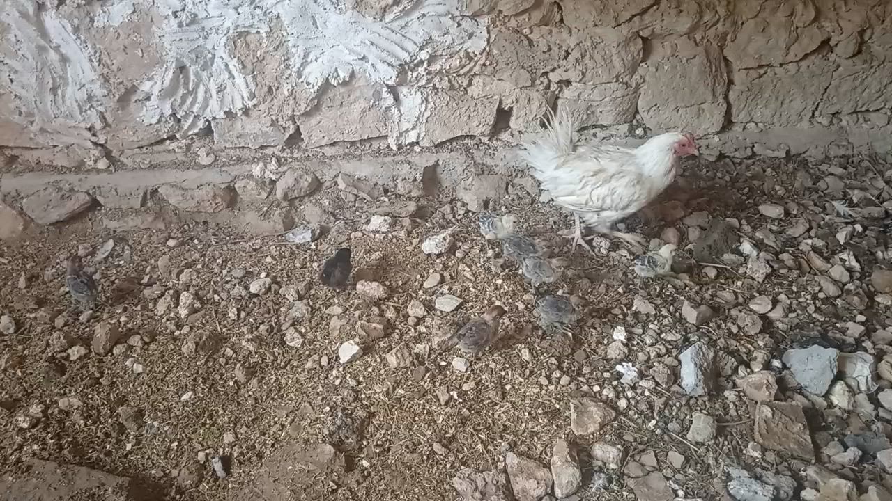 للبيع دجاجات كرك عرب وصواصي مال دجاج فيومي سعر خاص  ***********
