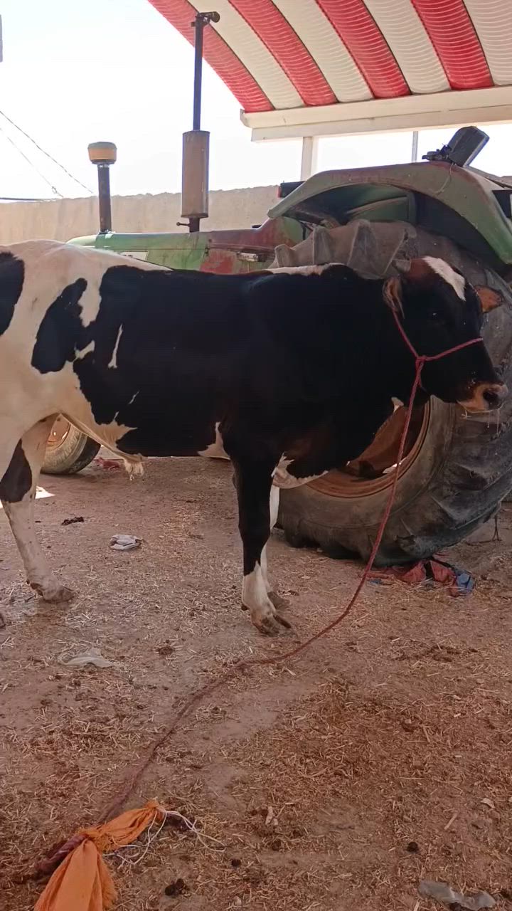 للبيع عجل  معلوف  وسمين قافل لحم  🍖يرهم گصابه والنذاره. العنوان ميسان. رقم ***********
***********

  للبيع عجل  معلوف  وسمين قافل لحم  🍖يرهم گصابه والنذاره. العنوان ميسان. رقم ***********
