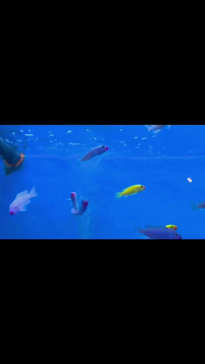 💥تم وصول وجبة اسماك مايكرو حجم 6 الى 7 سم💥
🐟 أنواع مميزة💧 صحة ممتازة💰 أسعار مناسبة
للاستفسار راسل الصفحة 📩 او واتساب 👇👇
☎***********☎ ☎***********☎
متوفر🚚 توصيل🚚 الى جميع🚛 المحافظات 🚛
العنوان🏛طوز خرماتو شارع امام احمد مقابل قصابة حكمت
