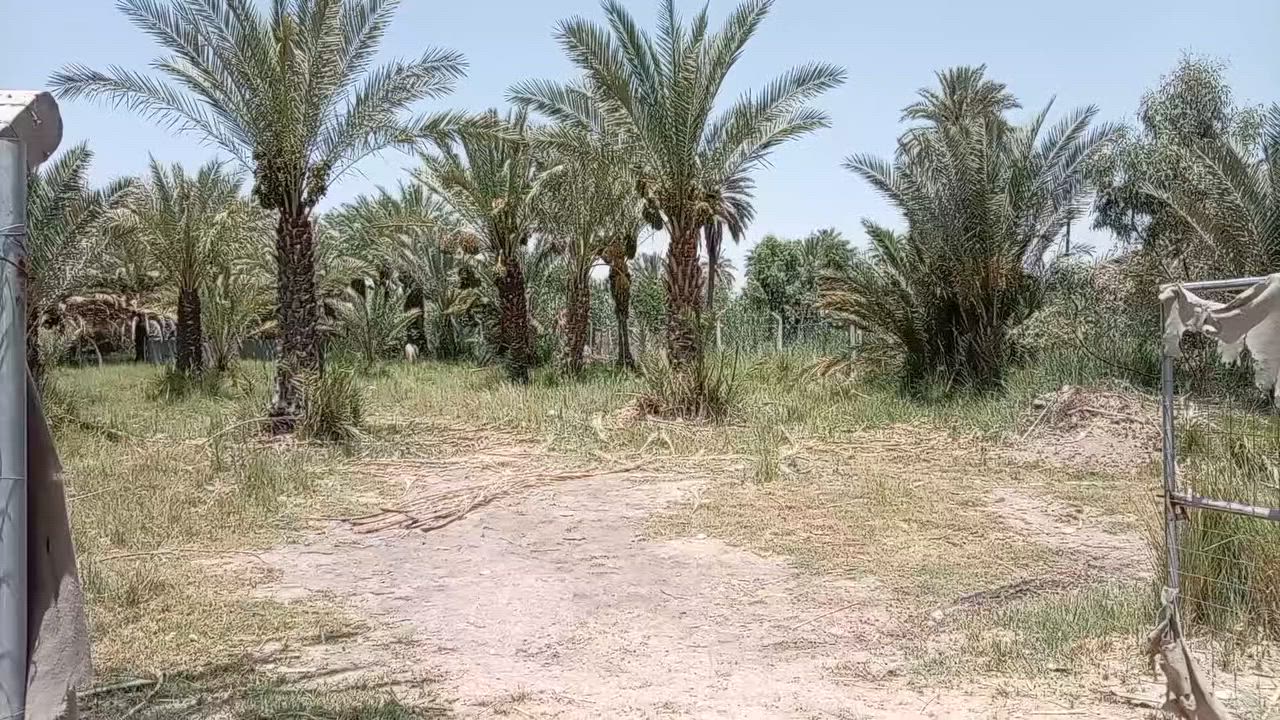 يعلن مكتب الكرعاوي اللعقار دونم اللبيع طابو زراعي بي ٤٠ نخله بي اجازة بستان على طريق السدير يبعد عن الشارع 150 يعبد عن شط 50 تصال على رقم ***********

