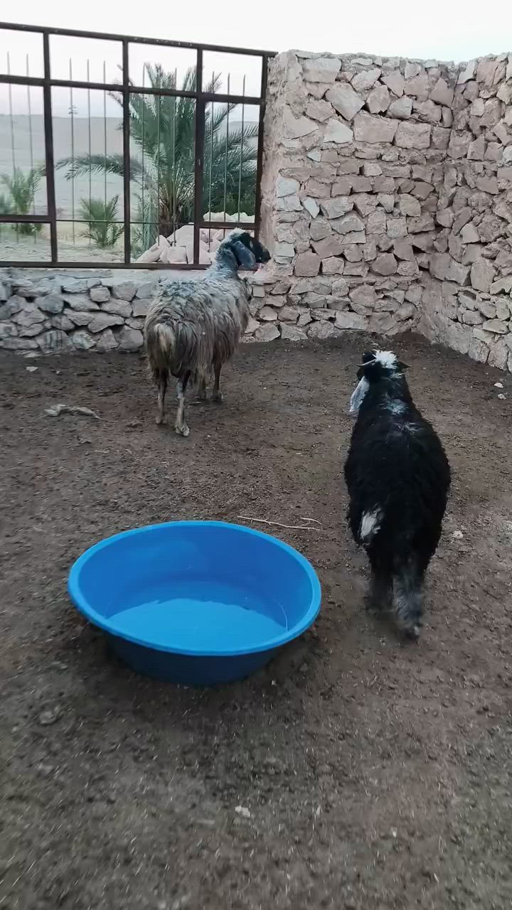متاح نعجه عشمه وره طلي ينذبح خشنه وشكه طويله وسمن نعجه خشنه حيل وشكه طويله شرط نصاح سن وشطر حلوه شتريد ترهم جنيه ربط كلشي ترهم عشره فوك بنه سعر خاص مكان بروانه سنجك يوجد توصيل حسب لاتفاق ***********
