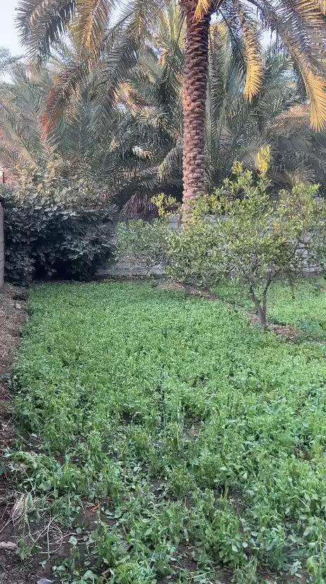 📍 للبيع دونم ونص في الإبراهيمية – كربلاء
🌴 بستان راقٍ بمعنى الكلمة، يقع مقابل قناة كربلاء ويبعد عنها حوالي 600 متر فقط.
✅ المساحة: دونم ونصف
✅ الواجهة: 50 متر
✅ الطريق: ترابي بطول 200 متر
✅ يحتوي على نخل برحي حمّال وأشجار متنوعة
✅ يحتوي على بيت قديم (تباع الأرض بقيمة الأرض فقط)
💰 السعر عند التواصل
📞 للاستفسار والاتصال: *********** 
📝 إذا مهتم، علّق بكلمة (تم) وسنتواصل معك.
