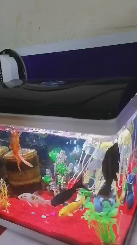 حوض سمك للبيع سعر ٤٠ وبيه مجال


**إذا كنت صاحب هذا الإعلان وتريد حذفه لأي سبب، رجاءا أرسل رسالة إلى الدعم الفني**