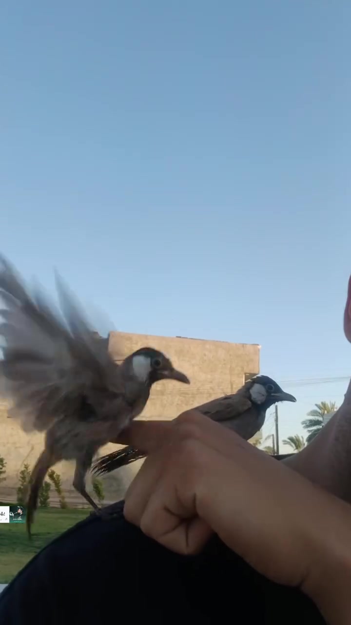 متاح بلابل مخاليف طلعن بالشارع وشرط الالاف***********

