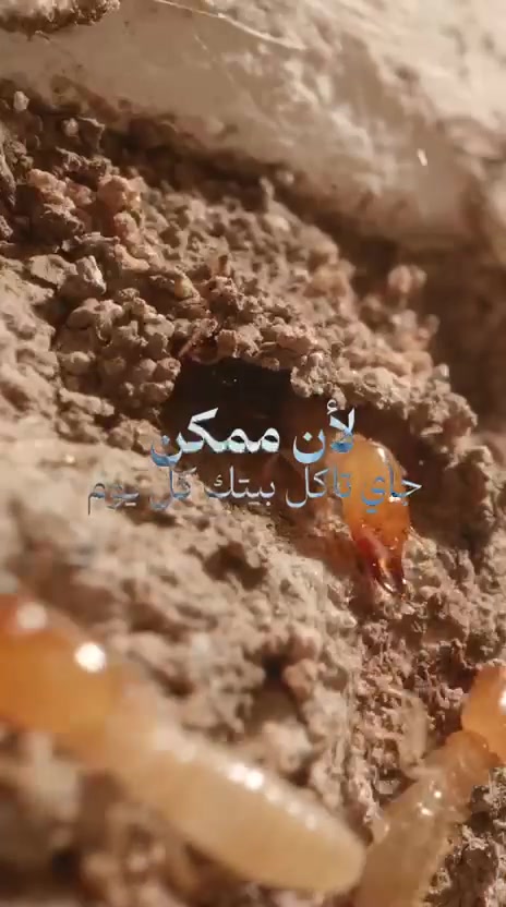شركه مؤمل لمكافحة الحشرات والقوارض وحشرة الأرضة (النمل الأبيض)
نقدم خدمات متكاملة في مكافحة الحشرات والقوارض وحشرة الأرضة بأحدث الطرق والمبيدات المعتمدة والآمنة، مع ضمان الجودة والدقة في العمل.
✅ مكافحة الصراصير بجميع أنواعها
✅ مكافحة النمل وحشرة الأرضة (النمل الأبيض)
✅ مكافحة البعوض والذباب والحشرات الطائرة
✅ مكافحة الفئران والجرذان والقوارض
✅ رش وقائي للمنازل والمحلات التجارية والشركات
✅ كشف ومعالجة حشرة الأرضة
✅ خدمة سريعة وأسعار مناسبة
مكتب مؤمل خبرة وثقة في مجال مكافحة الآفات والحفاظ على بيئة نظيفة وآمنة.
📞 الهاتف: ***********
📍 العنوان: البصرة – المعقل – قرب ملعب الميناء – مقابل شعبة المعقل
مكتب مؤمل لمكافحة الحشرات والقوارض وحشرة الأرضة
خدمتكم هدفنا... وراحتكم مسؤوليتنا.
