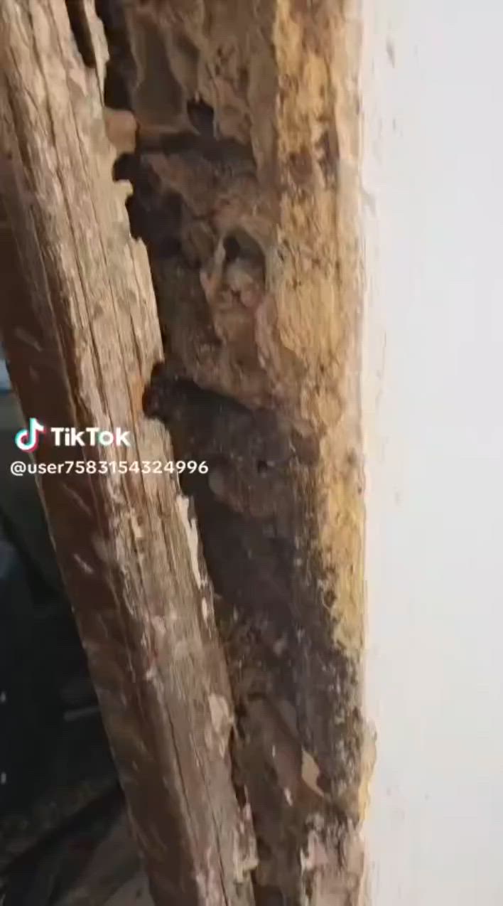 سلام عليكم 
مستعدون المكافحة الحشرات الارضيه 
بل الضمان بكادر متخصص وبل جيهاز السونار 
الكشف عن الخليه الارضيه التواصل على الرقم الموجود ***********///***********

