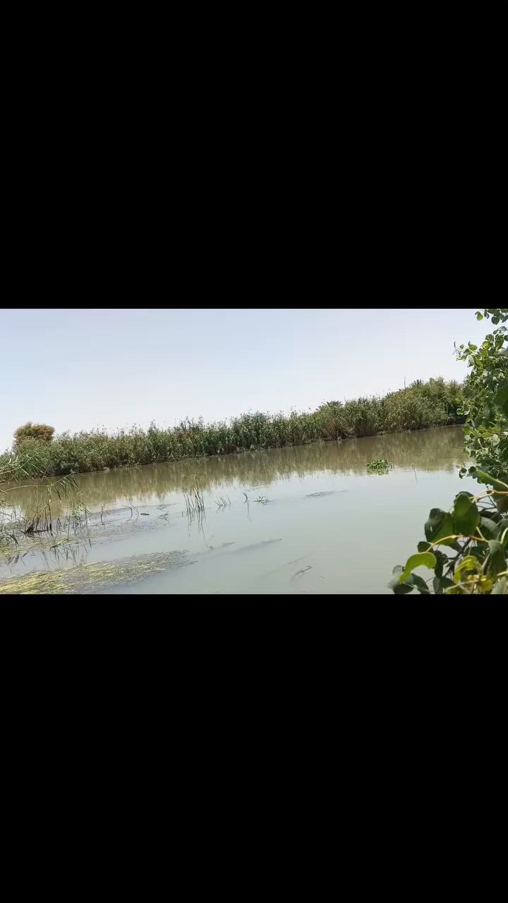 ارض زراعيه للبيع 40 دونم عقد 35 مع بيت بناء عادي متوفر كهرباء خط 11 وخط محولة ماء  اسالة+نهر خاص من الغراف مع مضخة كهربائية وكاز حاليا مزروع بيها مخضر   العنوان واسط قضاء الحي جانب شط  الغراف الايمن تبعد عن شط الغراف والتبليط 700 متر للتواصل خاص او واتساب او اتصال على الرقم ***********
