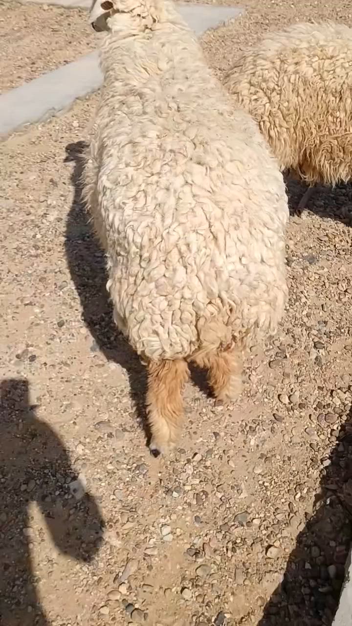 بسم الله متابعينا الغوالي فطيمه بكمه بعدها مامدله ولا سن  شرط النصاح  قصابه بيها بال20كيلو تريدها جنيه حيل حلـِۈۋ‏وھّ سعرها430الف و خروف قصابه ب 330  المكان حديثه بروانه حي الشرطه ***********
