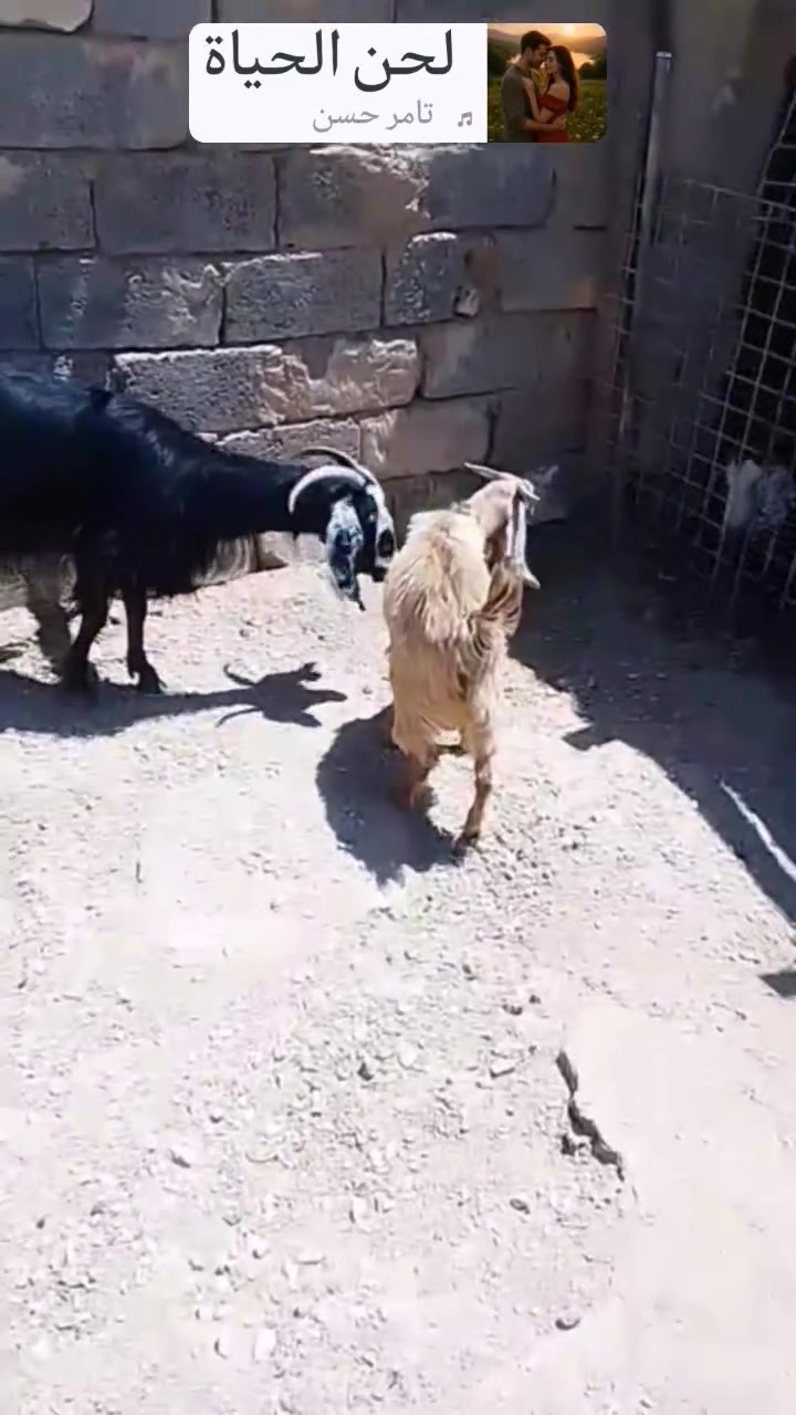 السلام عليكم.. مكلف بالنشر عنز توامه حاليا ورها جدي عشار العنوان الانبار قضاء عنه ناحية الريحانة *********** السعر 400 بيه مجال

