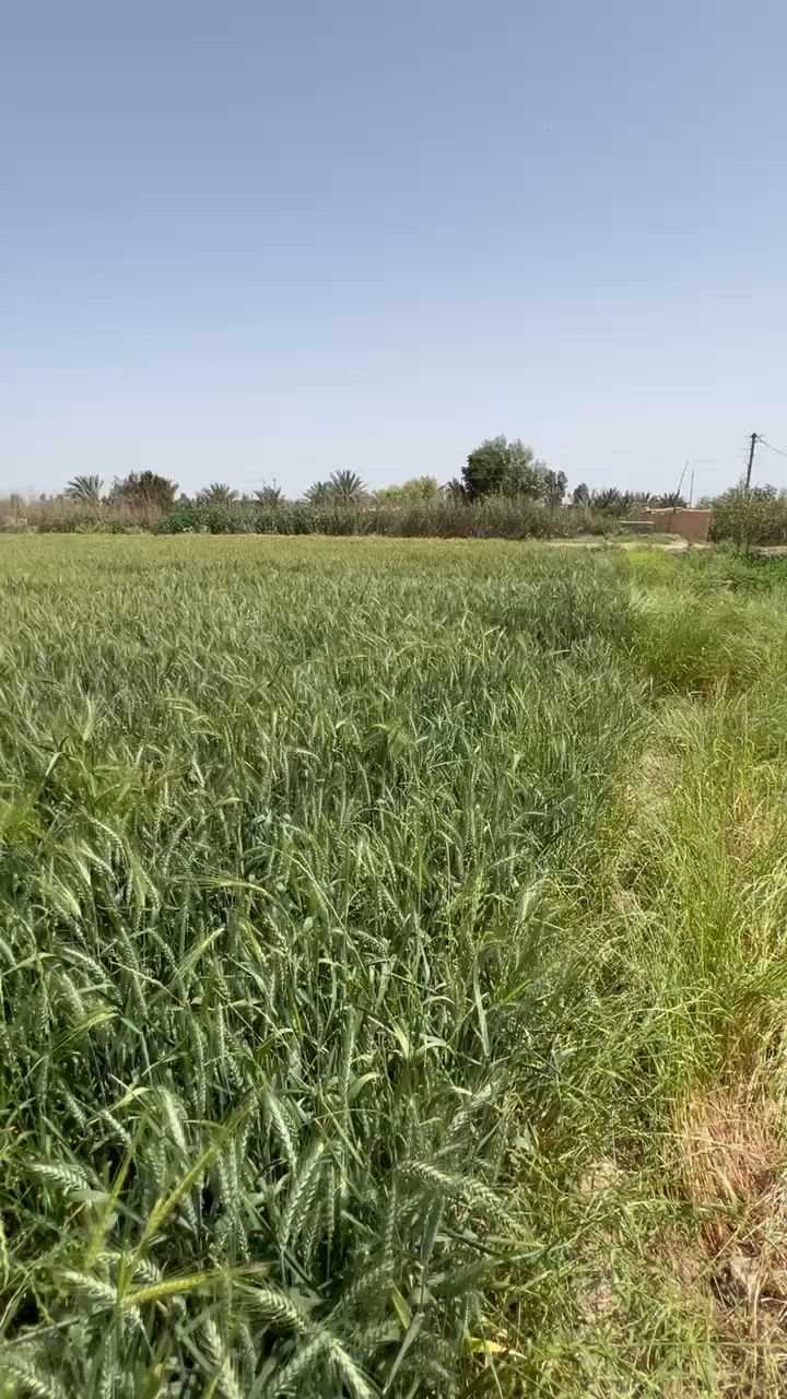 ارض زراعية مساحة 34 دونم في الكوت البسروگية طابو بيه بستان مع 3 بيوت جاهزة و زراعة كافة المحاصيل على نهر الرحمة وماء وكهرباء مستمر ومسيجة الدونم ب 20 وبيه مجال الاتصال ***********
