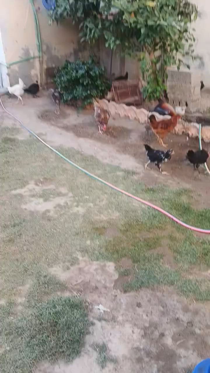 السلام عليكم متاح فرايج عرب للبيع


**إذا كنت صاحب هذا الإعلان وتريد حذفه لأي سبب، رجاءا أرسل رسالة إلى الدعم الفني**