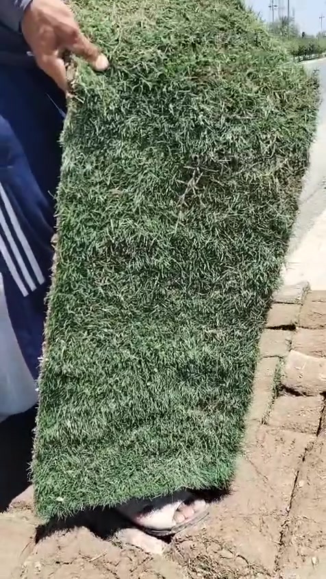 يا الله
تم وصول وجبه جديده من الثيل الهندي فول الفول سعر المتر المربع القطعتين 2000
توصيل أيضا متوفر بيه للحجز والاستفسار مراسله الصفحه او الاتصال على الرقم التالي ***********
