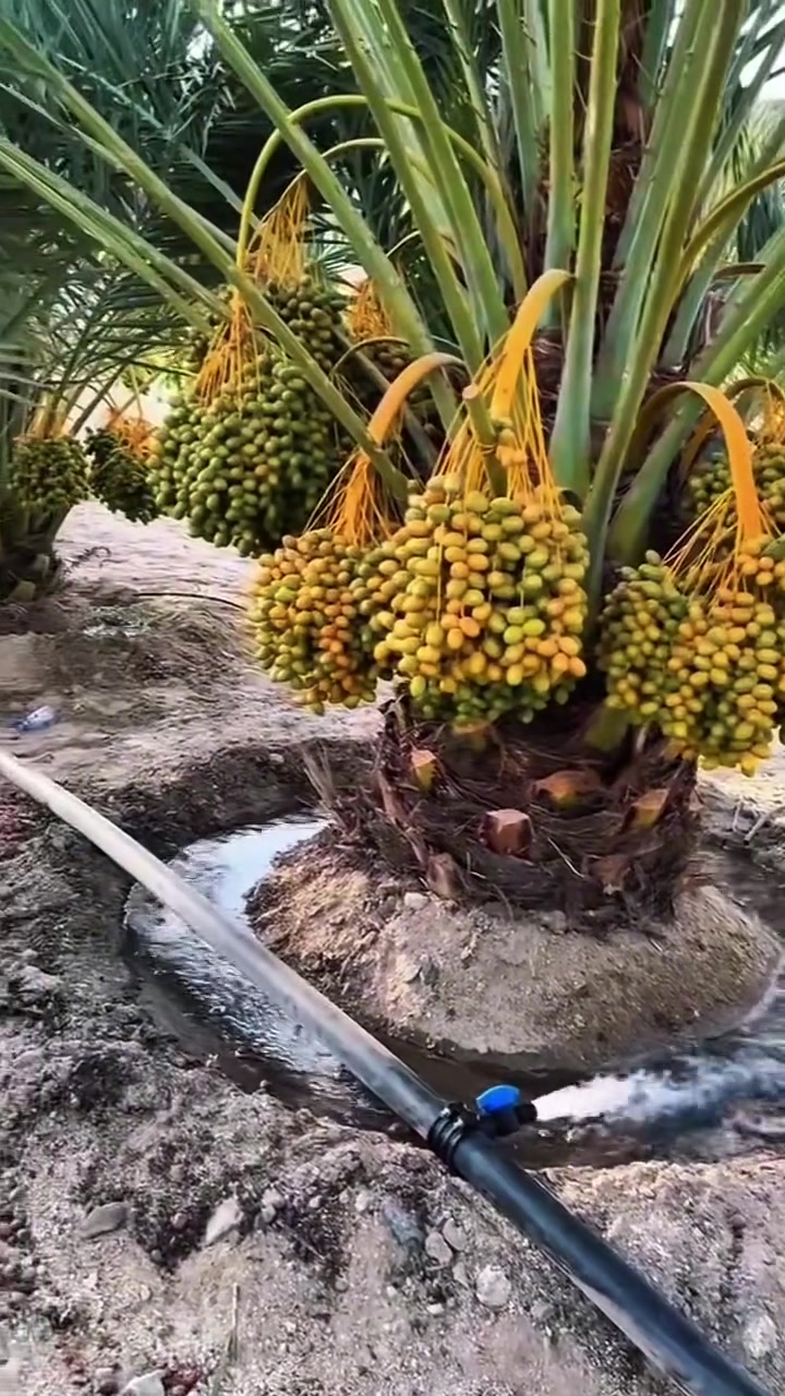 وكالات حسين المهندس للتجهيزات الزراعية 🌴 

 - الناصرية - طريق ياحسين - مجاور مصنع منسوجات ذي قار ***********

#الزراعة #زراعة #الزراعة_العراق #مزارعين
#فلاحين #مزارع #القطاع_الزراعي
#اسمدة #سماد #سماد_زراعي #خلطات_سماد #مبيدات #مبيدات_زراعية #نخيل #النخيل 
#مكافحة_الآفات #تغذية_نباتية #تحسين_الانتاج
#زراعة_حديثة #الزراعة_الحديثة
#بذور #بذور_محسنة #معدات_زراعية
