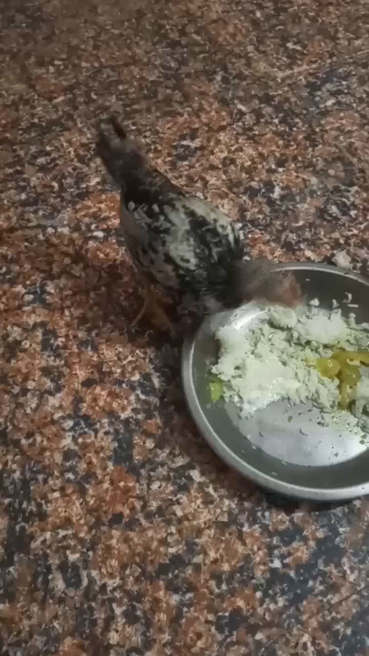 السلام عليكم .  زوج ديوچة دندراوي ب20


**إذا كنت صاحب هذا الإعلان وتريد حذفه لأي سبب، رجاءا أرسل رسالة إلى الدعم الفني**