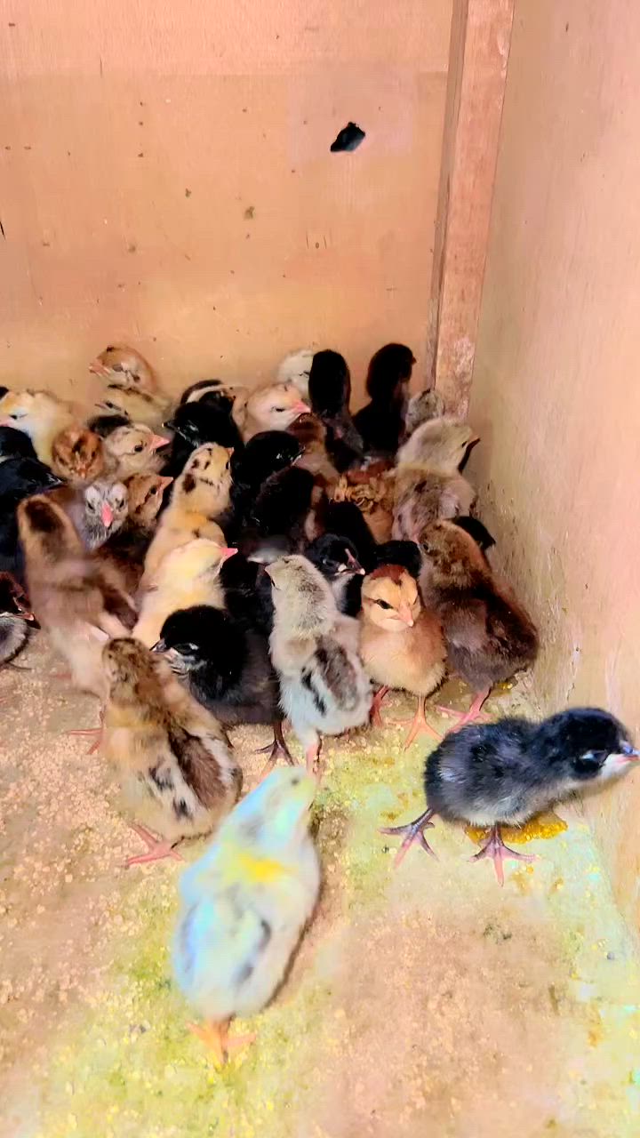 افراخ شرط عرب اصلي العمر 4 أيام سعر الزوج ب3 قفل العنوان سامراء مدخل صلاح الدين ***********
