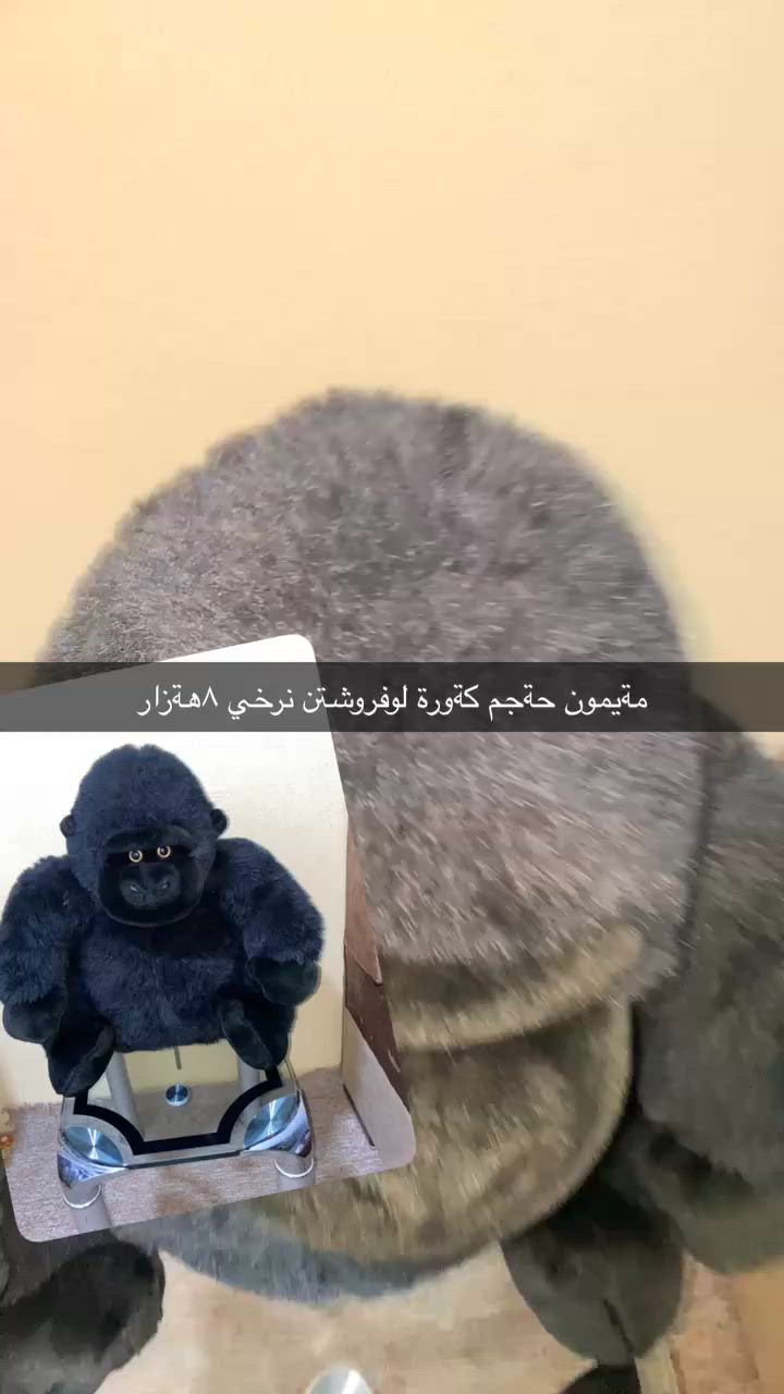 غوريلا للبيع سعر٨الف


**إذا كنت صاحب هذا الإعلان وتريد حذفه لأي سبب، رجاءا أرسل رسالة إلى الدعم الفني**