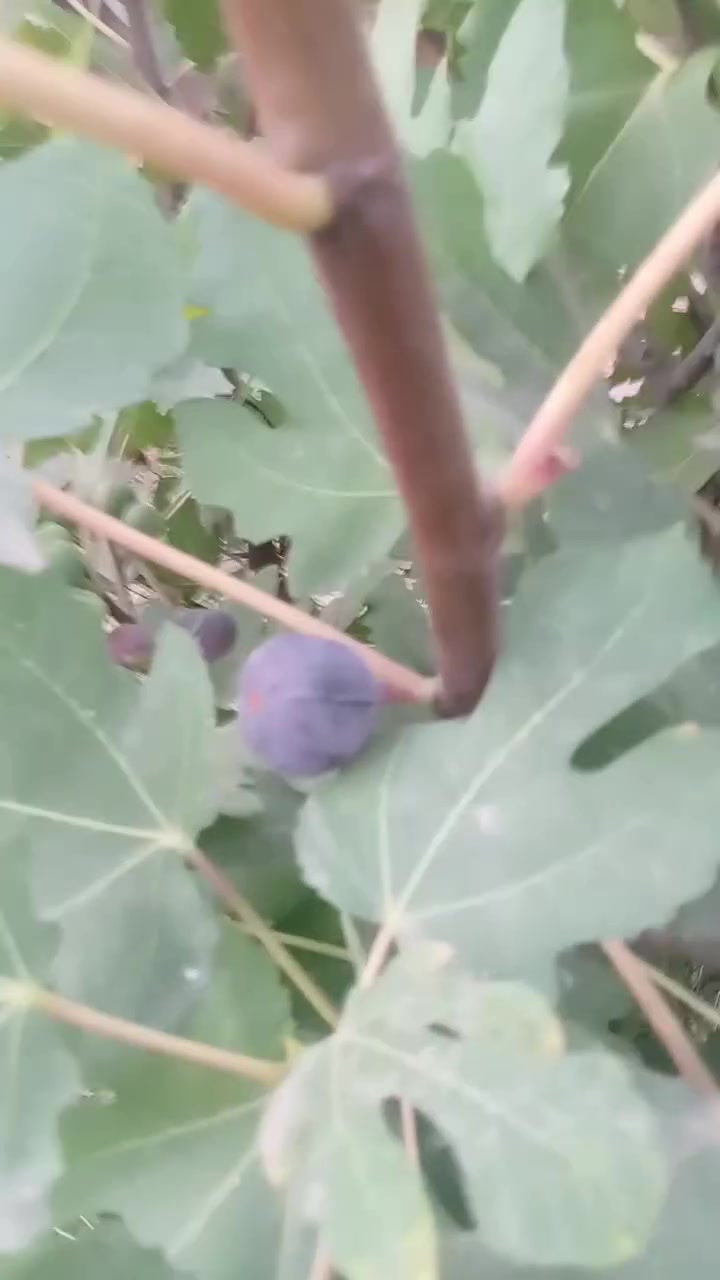لعشاق الهدوء  جنه علارض واصوليه ومناسبه مزرعه للبيع  المساحه 800 من ظمنه  بيت حديث  السقف صب كونكريت مسلح بي 6دنك وبقربه مدارس ابتدائي ومتوسط صار 7 اشهر من بنيته  متكون من غرفتين وصاله وستقبال ومطبخ وحمام داخلي وحمام خارجي ماء اساله وماء  سقي وبيه فواكه تين  ونخل شكر وزهدي وخستاوي ومزروعه  والثيله ١٠٠ متر  سند ٢٥ تحويل  بلطابو شرط ثاني يوم  المكان بابل القاسم  الجربوعيه تبعد عن طريق الزائرين العلجربوعيه 200متر تفاصيل اكثر اتصل *********** السعر  علخاص لو تتصل علما اني  صاحب العقار..

