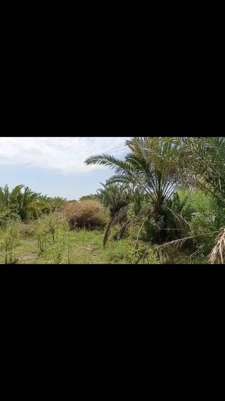 سلام عليكم أرض زراعية للبيع العدد(4)دونم المڪان ذي قار قضاء النصر قرب مستشفى الجديد مقابيل محطة الغاز السعر خاص +وأذا مو شراي لا تجي خاص ولاتعب نفسك ڪبل أحظرك  وتحياتي للجميع❤👍🏻


**إذا كنت صاحب هذا الإعلان وتريد حذفه لأي سبب، رجاءا أرسل رسالة إلى الدعم الفني**