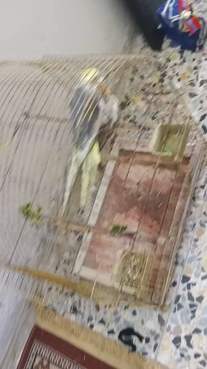 سلام عليكم 
متاح كوكتيل طيره وفحل للبيع 
***********
