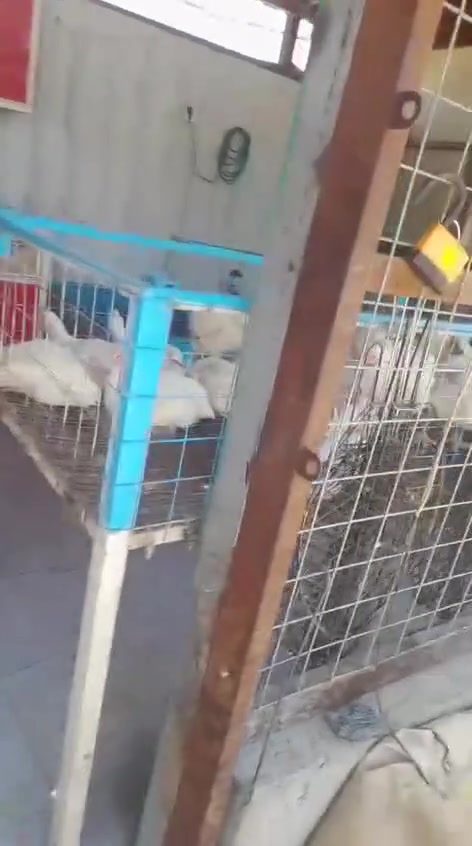 مشويات السده اسماك ودجاج حي ذبح مع شوي
مستعدون  تجهيز كافة المنسبات 
عنوان بغداد جسر ديالى سدت الساهرون مقابيل لحوم الحسناوي.  ***********
