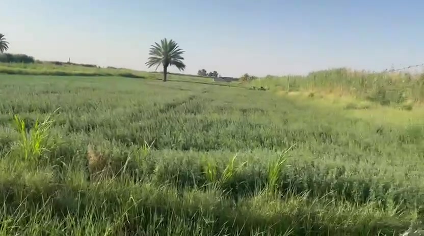 مساحه 4دونم تباع شلع قرب جدول الاوائي مي جاري سكي مي اساله وكهرباء السجر اطراف الفلوجه  تتكون نخل غرفتين قفص دجاج طوله ابقار 
مكان حلو مرتب ***********٠
***********
