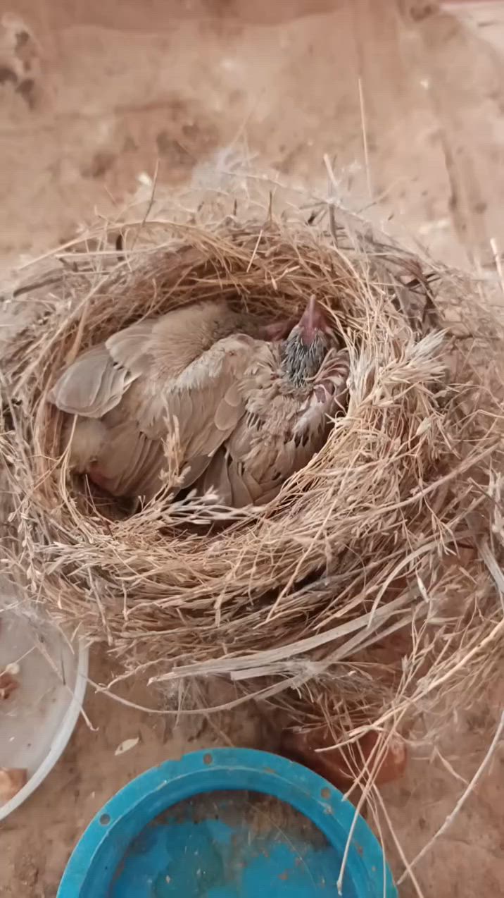 متاح بلابل للبيع السعر خاص


**إذا كنت صاحب هذا الإعلان وتريد حذفه لأي سبب، رجاءا أرسل رسالة إلى الدعم الفني**