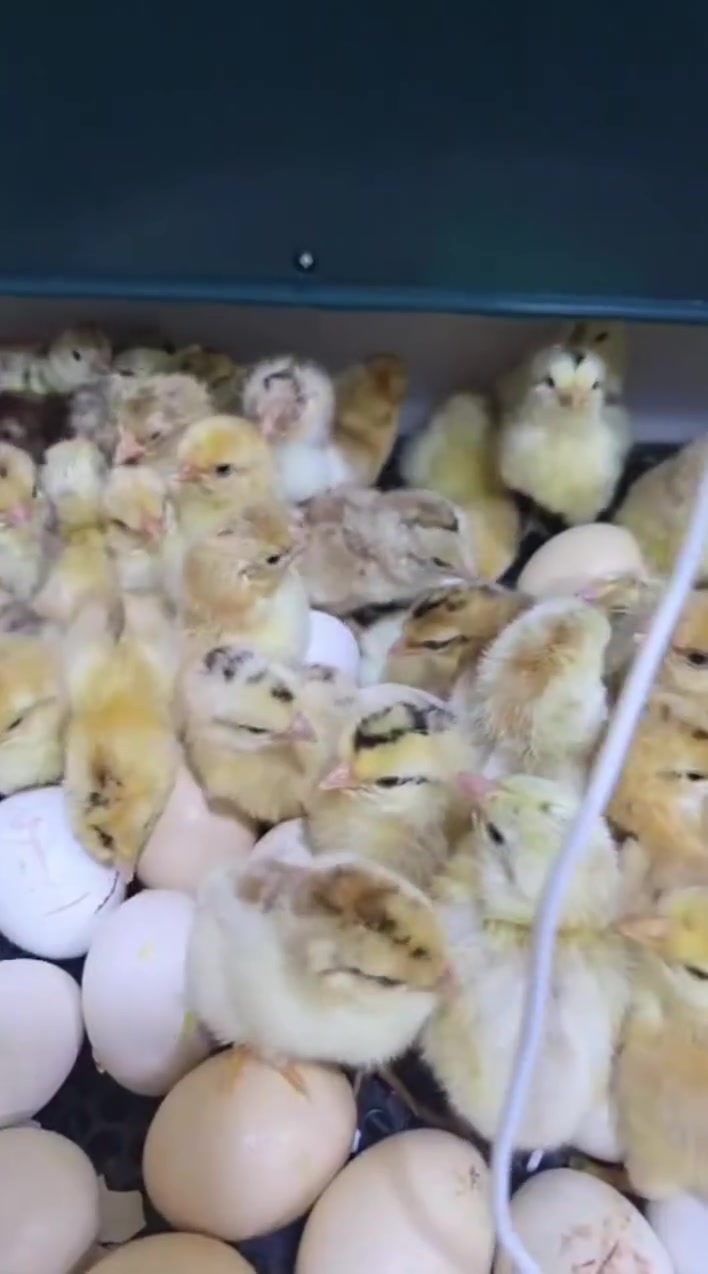 مكتب البيادر البصره القرنه 🦃🐣🐓🐔🔥
يوجد كافه فقاسات الدجاج وشرط الضمان الصيانه والتفقيس أقوى فقاسات متوفره 🐣🐤 اتصل عرقم وتدلل ***********
يوجد توصيل
