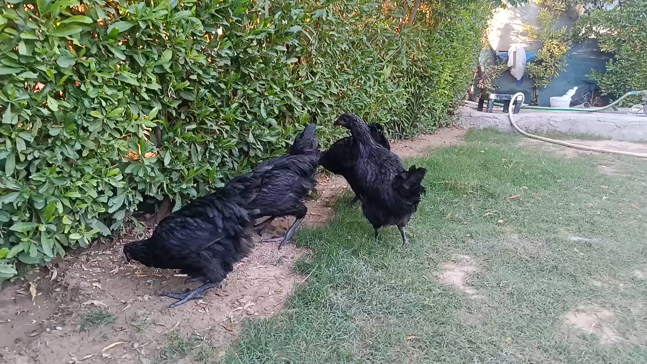 باڕو باڕۆکی استرۆلۆب اصلی بەزەمان تەمەنیان نزیک 7مانگە
ساغ و تەندروست نزیکە 70دانەیە 
بۆفرۆشتن  بەتاک و کۆ 
کەمتر لە 5دانە نافرۆشین 
جوتی 40هەزار  شوێن کەلاڕ


**إذا كنت صاحب هذا الإعلان وتريد حذفه لأي سبب، رجاءا أرسل رسالة إلى الدعم الفني**