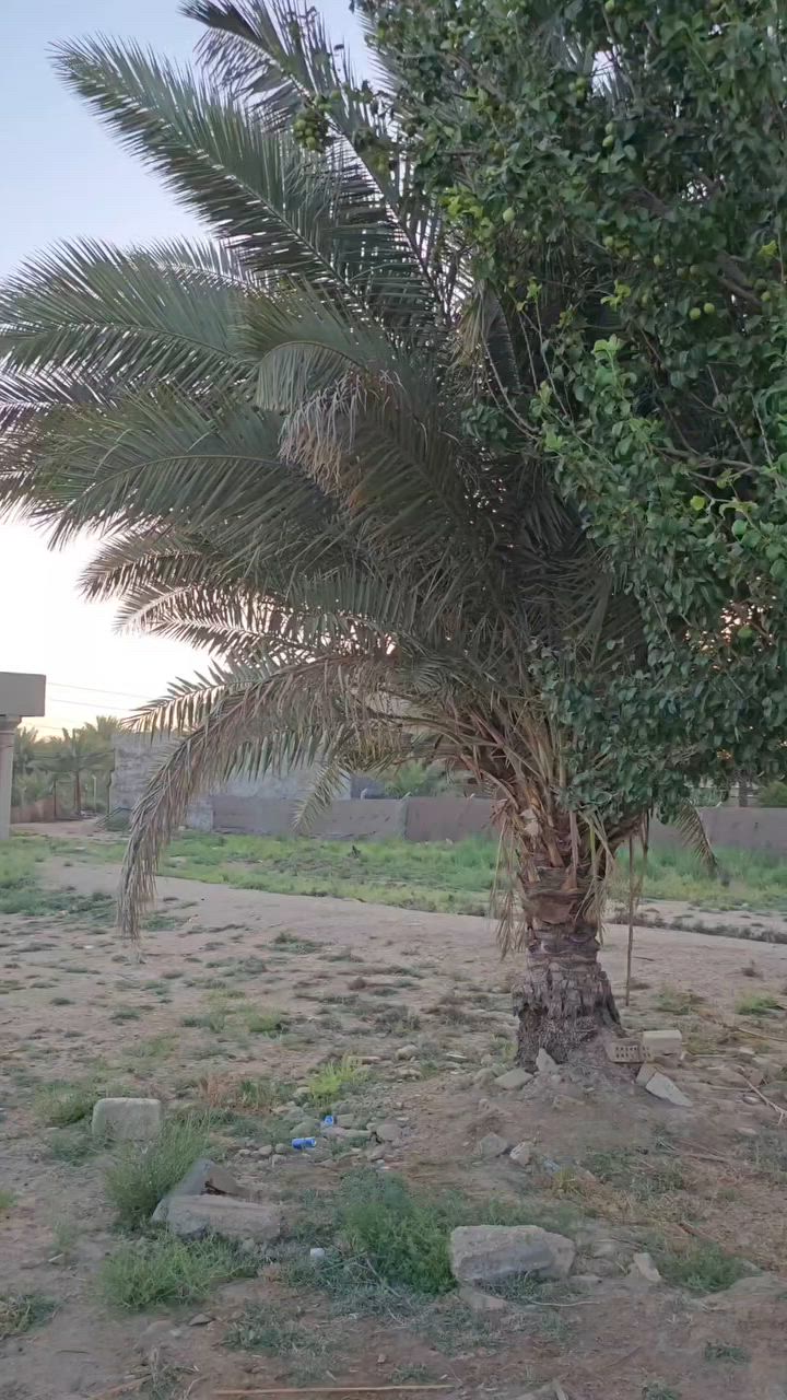 السلام عليكم 
اللهم صل على محمد وآل محمد .
بيع مستعجل 
( ١٠٠٠ م ) طابو زراعي سند ٢٥ .
تحويل اسهم .
العنوان : كربلاء المقدسة/ عمود ٩٦/ مقابل مطبخ العتبه/  يبعد عن مركز المدينه ٤كم تقريبا.
 جهه الخروج من كربلاءالمقدسة 
للاستفسار اكثر الاتصال على الأرقام(***********و *********** )
للمزيد من العروض  تابع الصفحة . #اشاره
