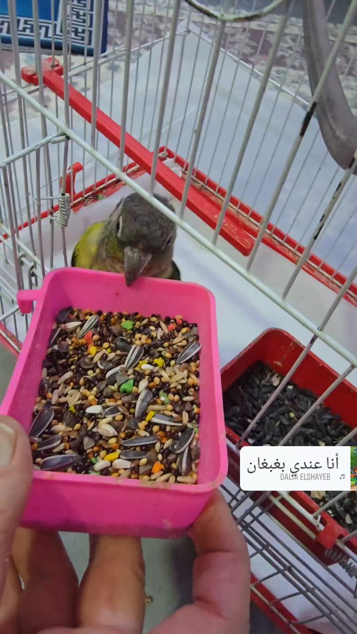 بغبغاء للبيع ب ٧٥ الف اليف


**إذا كنت صاحب هذا الإعلان وتريد حذفه لأي سبب، رجاءا أرسل رسالة إلى الدعم الفني**