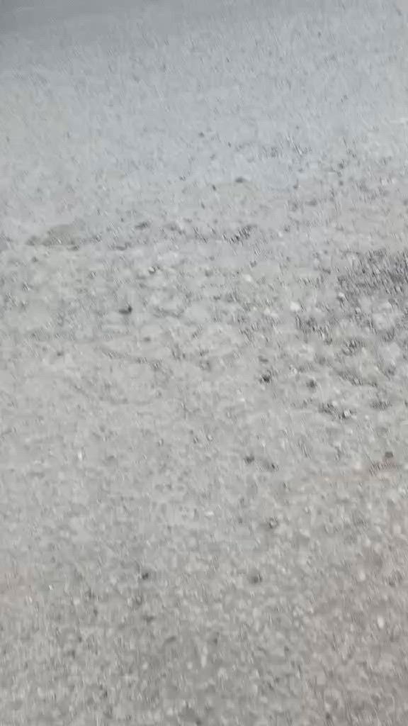السلام عليكم هورنات هندي اصلي ابو الختم للبيع للأستفسار الاتصال على الرقم ***********
