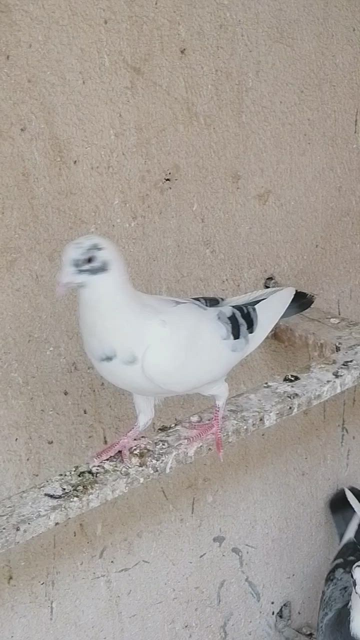 ٤ حمامات ***********
